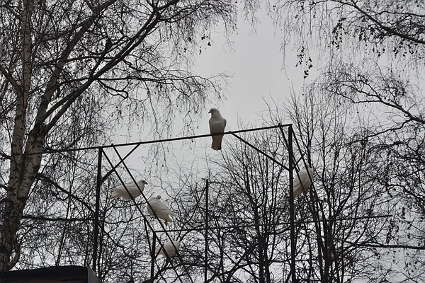 White Pigeons Sit Perches Pigeon House — 스톡 사진
