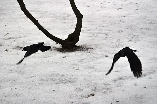 Crows Fly Snow Covered Ground — Stok fotoğraf