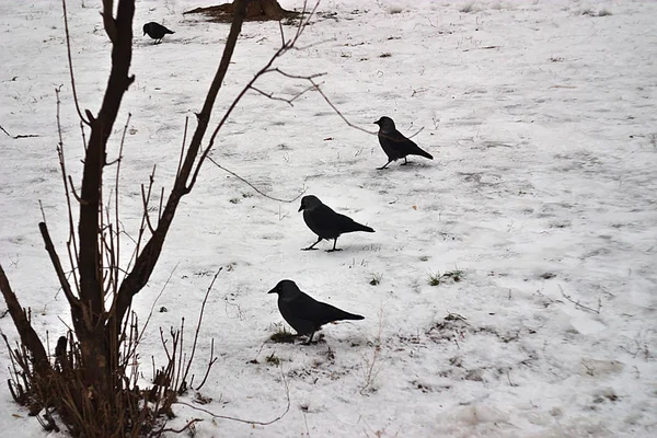 Cuervos Caminan Nieve Busca Comida — Foto de Stock