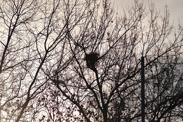 Krähennest Auf Einem Baum Der Morgendlichen Wintersonne — Stockfoto