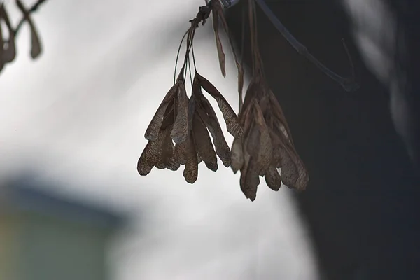 Pianta Secca Città Una Mattina Inverno — Foto Stock