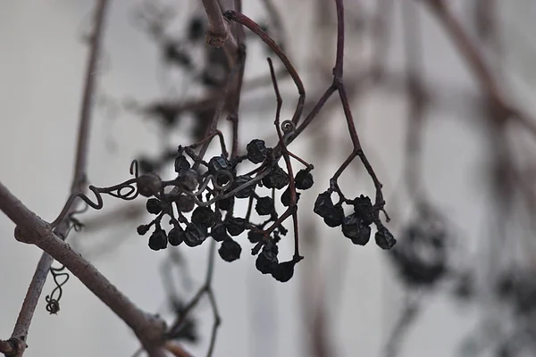 Suchá Rostlina Městě Zimním Ránu — Stock fotografie