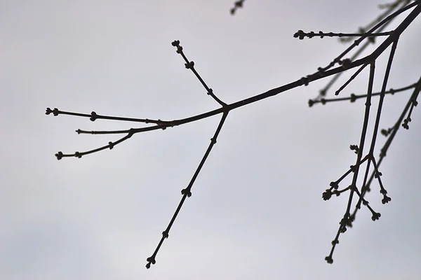 Plante Sèche Dans Ville Matin Hiver — Photo