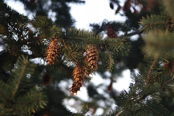 Branche Sapin Avec Cônes Dans Les Rayons Soleil Couchant — Photo