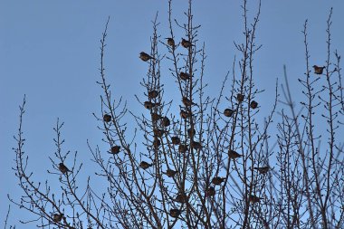 a flock of thrushes on the branches of a tree on a frosty morning