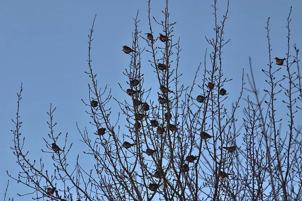 Flock Thrushes Branches Tree Frosty Morning — Stockfoto