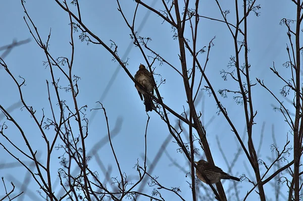 Два Чорні Птахи Гілках Дерева Морозний Ранок — стокове фото