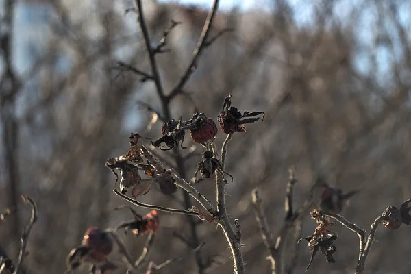dry rosehip on a frosty winter morning