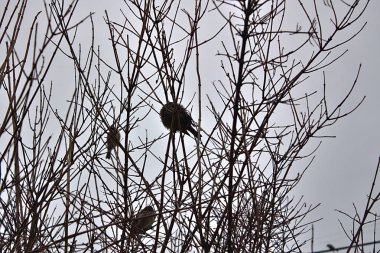 Ağacın dallarında serçeler...