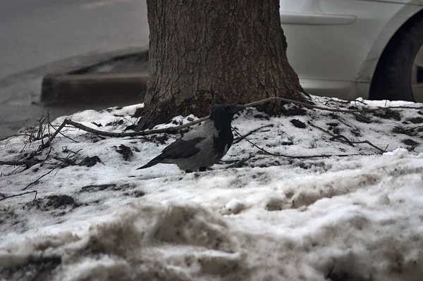 Crow Looking Food Lawn Tree — Stok fotoğraf