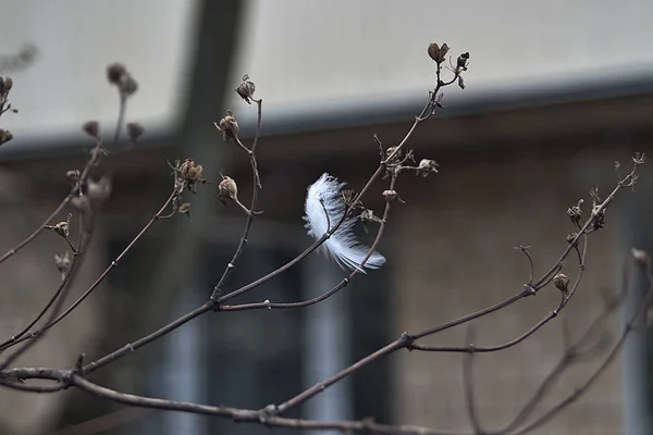 Ένα Λευκό Φτερό Πιασμένο Ένα Κλαδί — Φωτογραφία Αρχείου