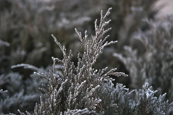 Växter Täckta Med Frost Den Uppgående Solens Strålar — Stockfoto
