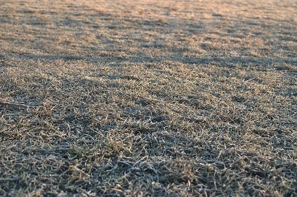 Gras Bedekt Met Vorst Stralen Van Rijzende Zon — Stockfoto