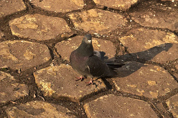 Pigeon Sur Trottoir Dans Les Rayons Soleil Levant — Photo
