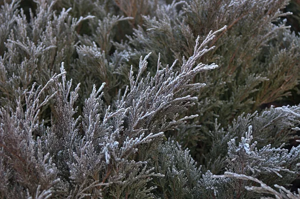 Pflanzen Mit Frost Den Strahlen Der Aufgehenden Sonne Bedeckt Stockbild