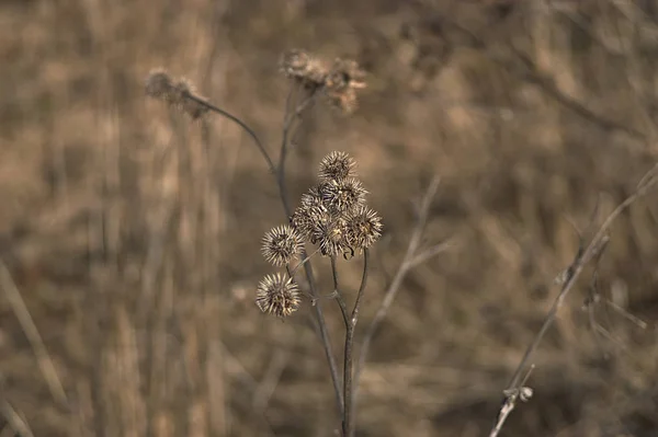 Dry Burdock Fruit Background Withered Grass — Stock fotografie