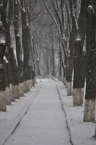 Allee Eines Alten Parks Einer Kleinen Stadt — Stockfoto