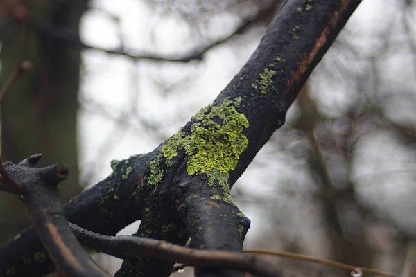 Líquen Galho Árvore Molhada Final Inverno — Fotografia de Stock