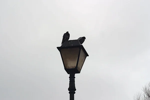 Güvercinler bulutlu bir sabahta sokak lambasında otururlar.