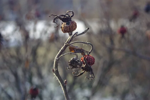 Dry Rosehip Last Day Winter — 스톡 사진