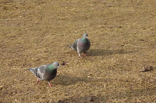 Güvercinler Geçen Yılın Kuru Çimlerinde Yürür — Stok fotoğraf