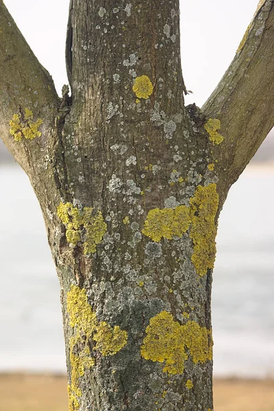 Tronco Árbol Con Líquenes Corteza —  Fotos de Stock