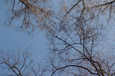 Ağaçlar ve berrak bahar gökyüzü