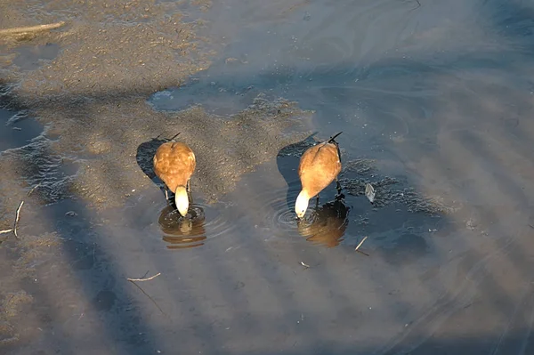 Patos Están Buscando Comida Aguas Poco Profundas — Foto de Stock