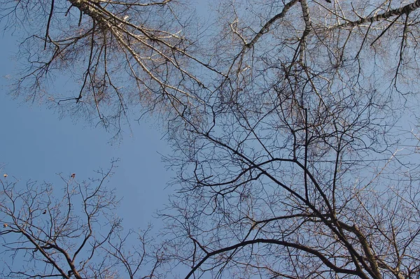 Trees Clear Spring Sky — Stock fotografie
