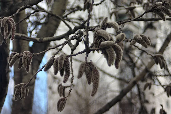 Brotes Esponjosos Una Rama Árbol Primavera — Foto de Stock