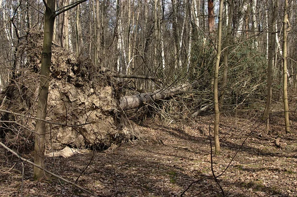 Eine Tanne Stürzte Wald — Stockfoto