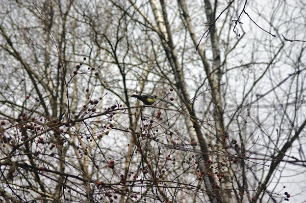 Tit Una Rama Árbol Parque Primavera — Foto de Stock