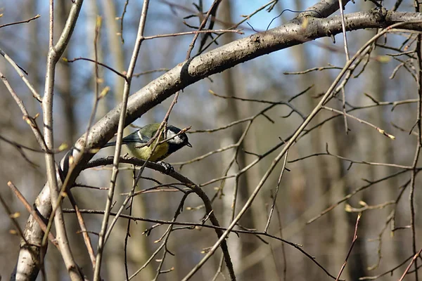 Tit Galho Árvore Parque Primavera — Fotografia de Stock