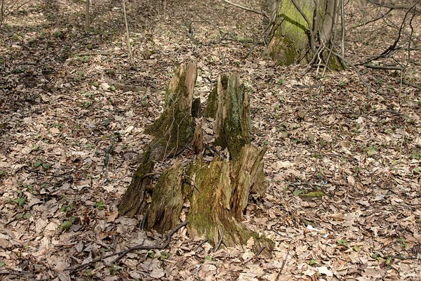 a mossy stump among last year \'s dry leaves