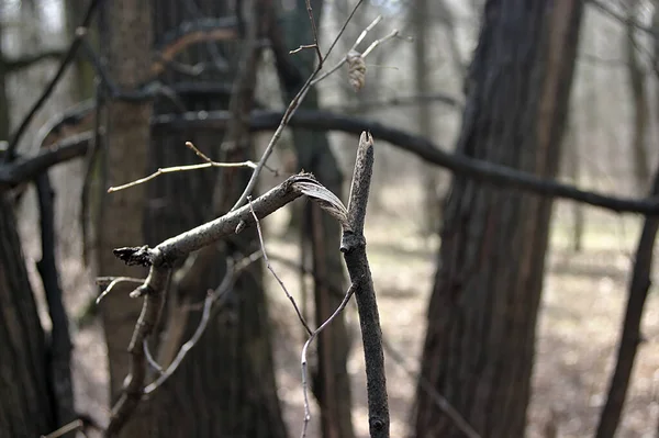 春の森で壊れた枝が — ストック写真