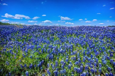 Bluebonnets Sahası. Orta Teksas 'ta Muleshoe Virajı' nda bulutlu mavi gökyüzü ve geniş mavi boneler..
