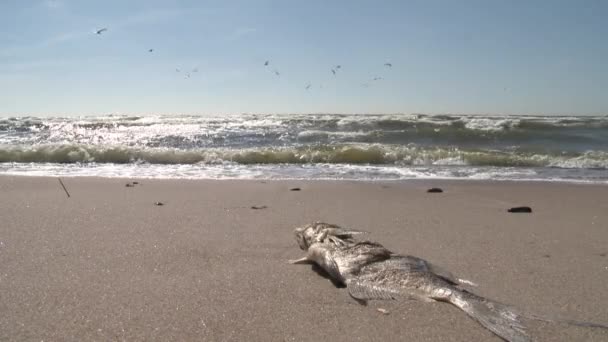 Pesce morto sulla sabbia della riva del mare. Uccelli gabbiano che volano sotto le onde dell'acqua. Colpo statico Video Stock