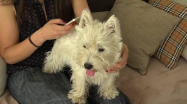 Şirin beyaz köpek evcil hayvanı, sahibinin dizlerinin üstünde oturuyor. El akıllı telefonu. El kamerasıyla.
