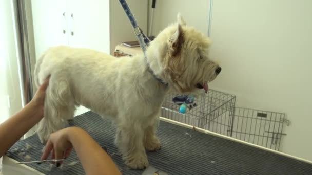 Mains avec ciseaux coupe poils de patte de chien dans le salon de beauté pour animaux de compagnie. coup de main . — Video