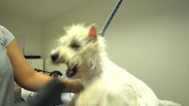 グルーミングペット美容室で怒っている犬のビットヘアドライヤー。手持ち撮影 — ストック動画
