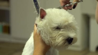Evcil hayvan güzellik salonu. Eller, makasla köpek kafası kesiyor. El kamerasıyla.