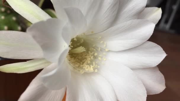 White flower of succulent — Stock Video