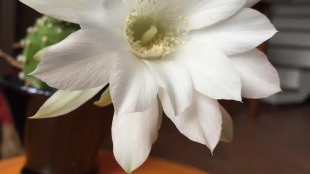 Fiore bianco di succulento — Video Stock