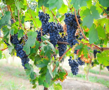 üzüm İtalya