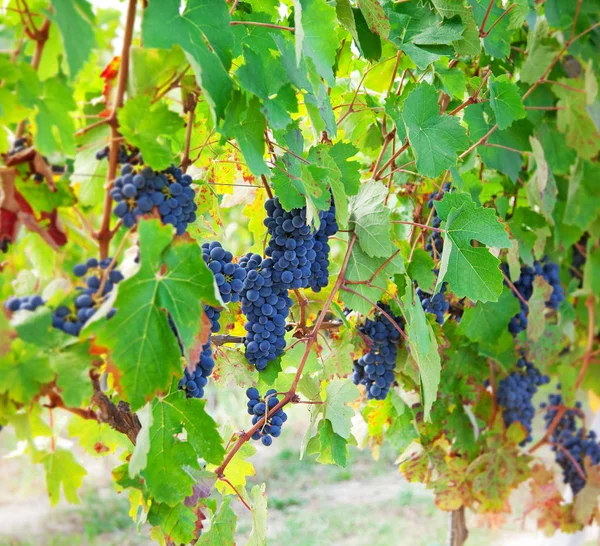 Druiven in Italië — Stockfoto