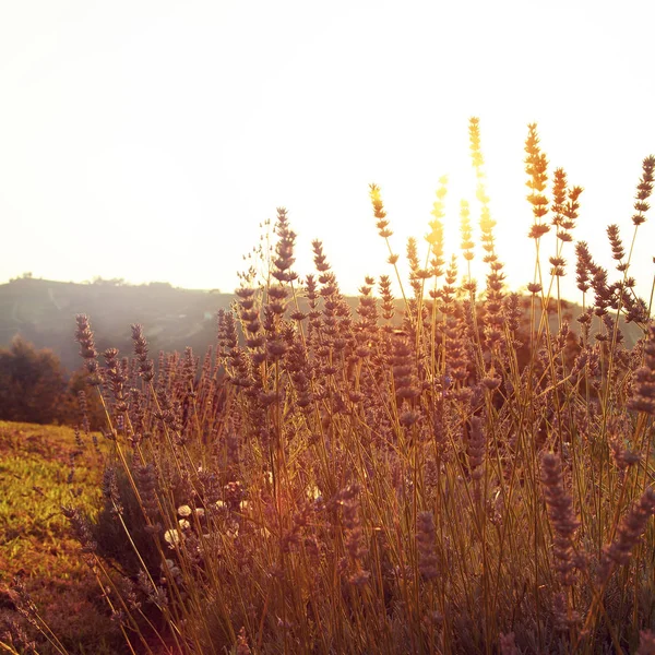 Campo con erbe e fiori selvatici al tramonto. Piemonte, Italia Foto Stock