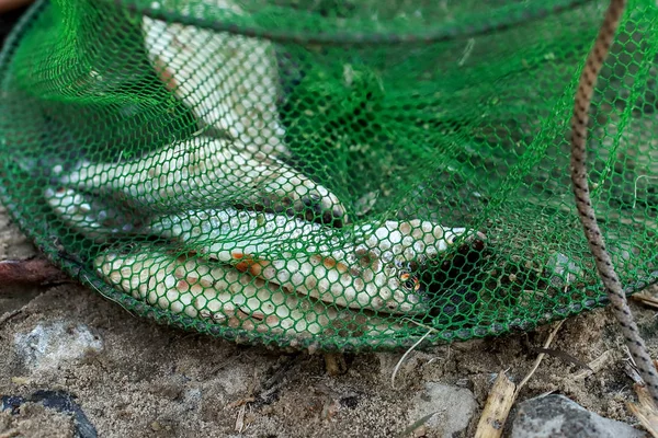 Fisk i nät — Stockfoto