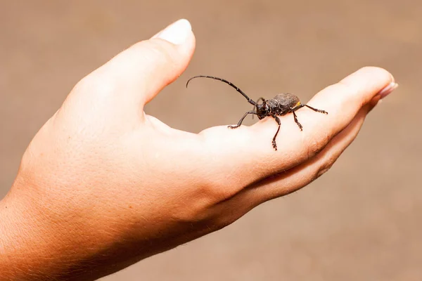Big black bug on hand — Stock Photo, Image
