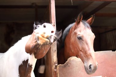 Bir tanesi asık suratlı atların fotoğrafı. 