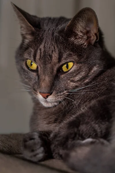 Close up portrait of Grey Pet Tabby Cat
